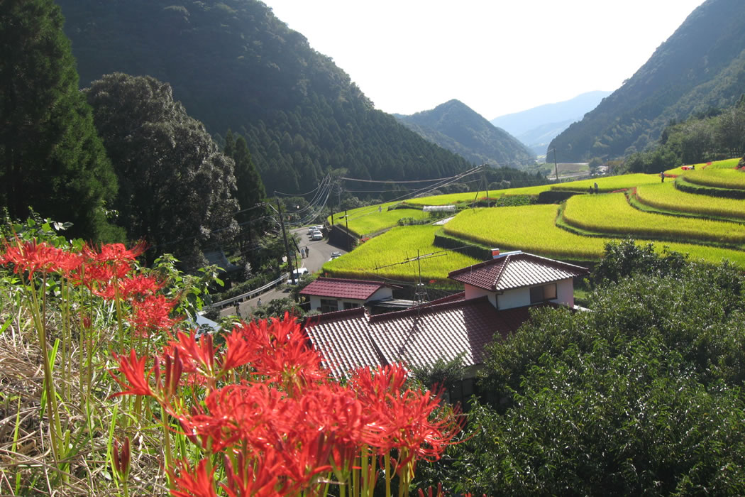 番所の棚田